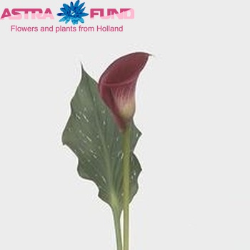 Zantedeschia 'Captain Rivera' zdjęcie