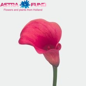 Zantedeschia 'Captain Romance' zdjęcie