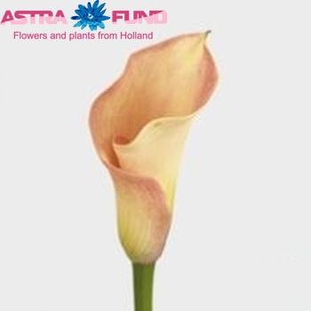 Zantedeschia 'Captain Rosette' zdjęcie