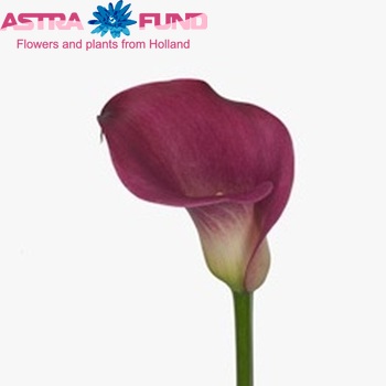 Zantedeschia 'Captain Roxy' zdjęcie
