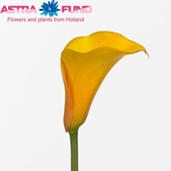 Zantedeschia 'Captain Santana' zdjęcie