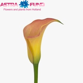 Zantedeschia 'Captain Sirio' zdjęcie