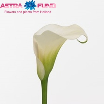 Zantedeschia 'Captain Ventura' φωτογραφία