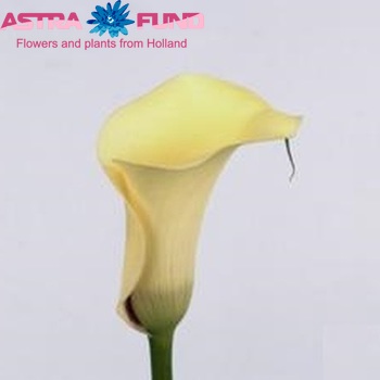 Zantedeschia 'Captain Volante' φωτογραφία