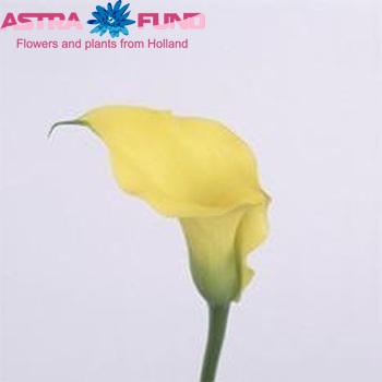 Zantedeschia 'Carola' φωτογραφία
