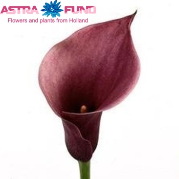 Zantedeschia 'Chianti' φωτογραφία