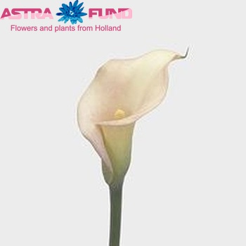 Zantedeschia 'Classic Harmony' φωτογραφία