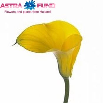 Zantedeschia 'Conca d'Or' φωτογραφία