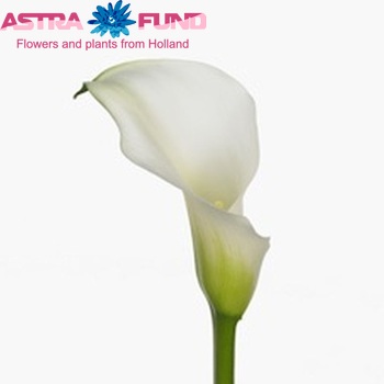Zantedeschia 'Crystal Blush' φωτογραφία