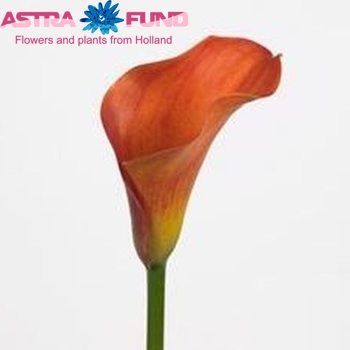 Zantedeschia 'Destiny' φωτογραφία
