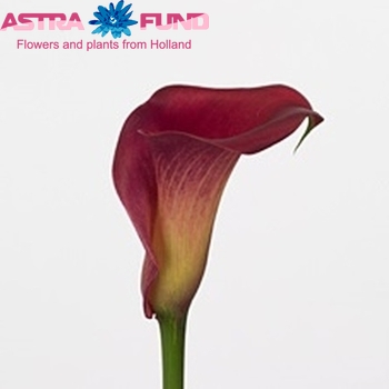 Zantedeschia 'Dordogne' φωτογραφία