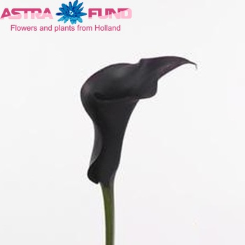 Zantedeschia 'Eclips' φωτογραφία