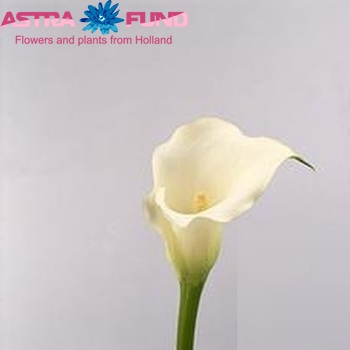 Zantedeschia 'Elegant Swan' fotografie