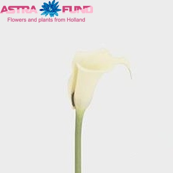 Zantedeschia 'Eleganza' fotografie