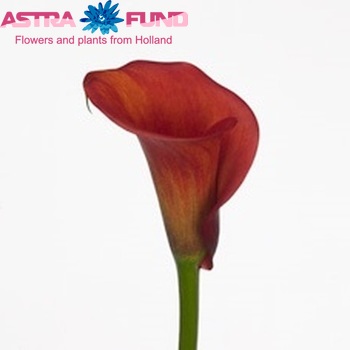 Zantedeschia 'Elite' fotografie