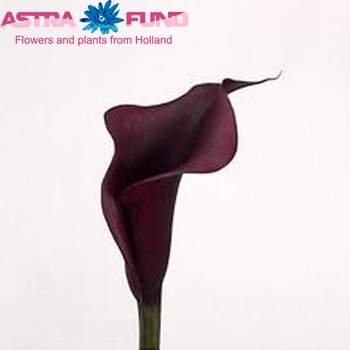 Zantedeschia 'Eveline' fotografie