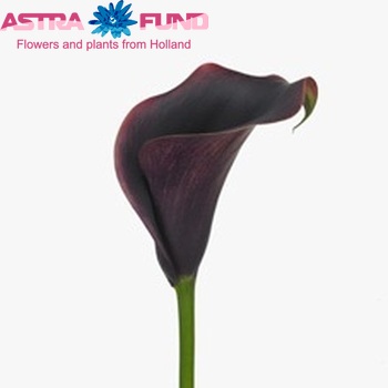 Zantedeschia 'Eyeliner' fotografie