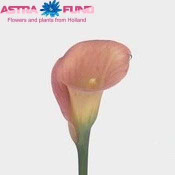 Zantedeschia 'Fire Glow' fotografie