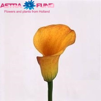 Zantedeschia 'Firebird' fotografie