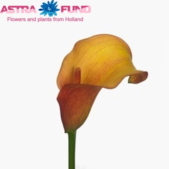 Zantedeschia 'Flame' fotografie