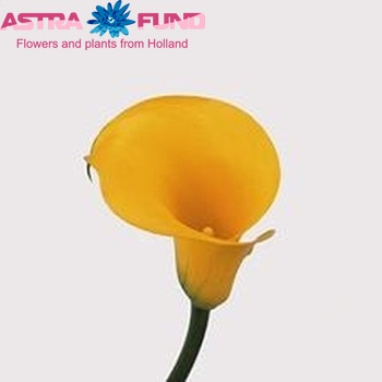 Zantedeschia 'Florex Gold' fotografie