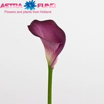 Zantedeschia 'Gabrielle' fotografie