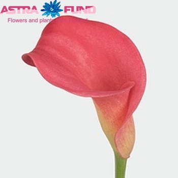 Zantedeschia 'Garnet Glow' fotografie