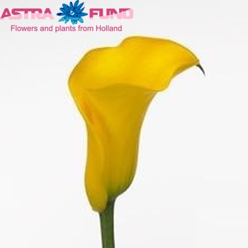 Zantedeschia 'Gironde' fotografie