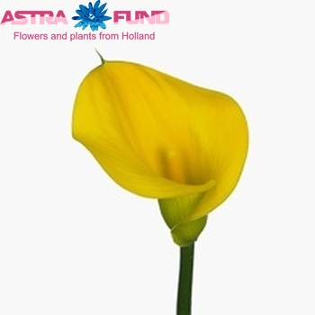 Zantedeschia 'Gold Crown' fotografie