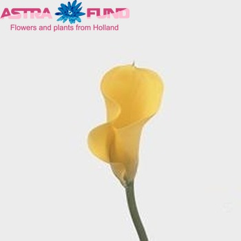 Zantedeschia 'Gold Finger' fotografie