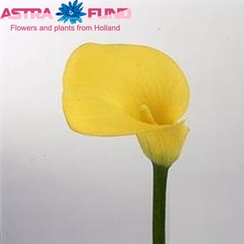 Zantedeschia 'Gold Rush' fotografie
