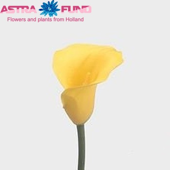 Zantedeschia 'Goldcup' fotografie