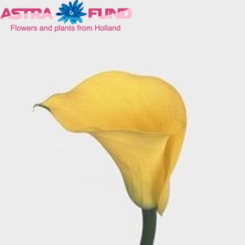 Zantedeschia 'Golden Chalice' fotografie