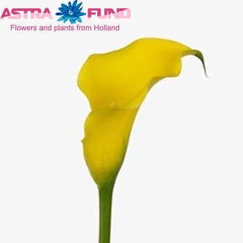 Zantedeschia 'Golden Nugget' fotografie