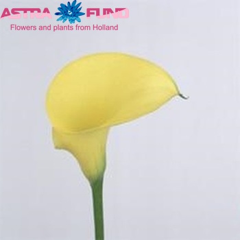 Zantedeschia 'Golden Star' fotografie