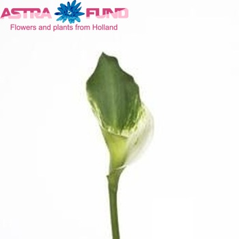 Zantedeschia 'Grace' fotografie