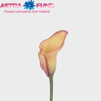 Zantedeschia 'Hawaii' fotografie