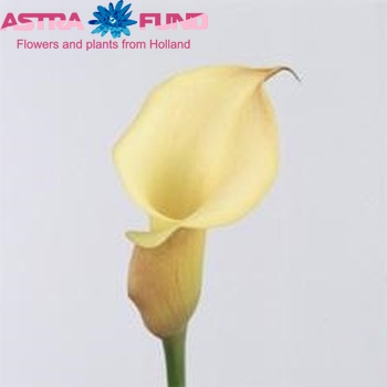 Zantedeschia 'Hazel Marie' fotografie