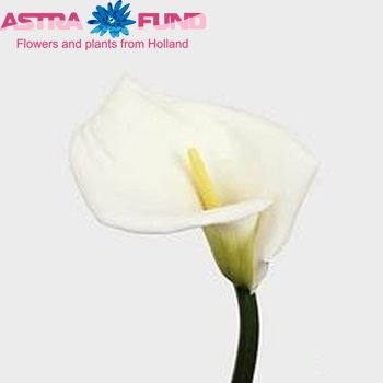 Zantedeschia 'Highwood' fotografie