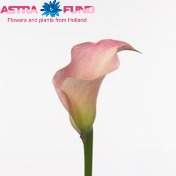 Zantedeschia 'Honeymoon' fotografie