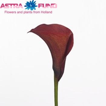 Zantedeschia 'Hot Blooded Blz' fotografie