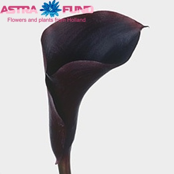 Zantedeschia 'Hot Chocolate' fotografie