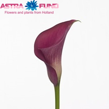 Zantedeschia 'Hot Pink Blz' fotografie
