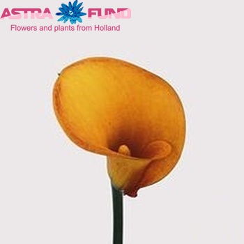 Zantedeschia 'Hot Shot' fotografie