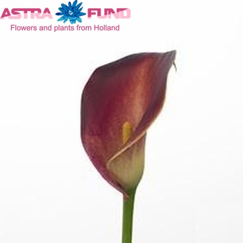 Zantedeschia 'Indian Summer' fotografie