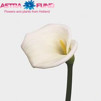 Zantedeschia 'Innocence' fotografie