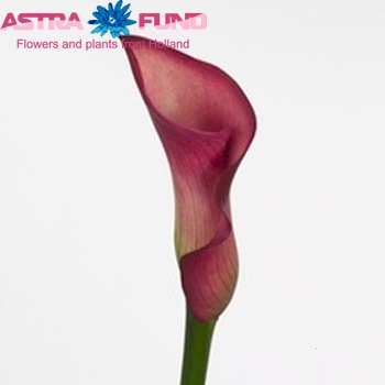 Zantedeschia 'Joy' fotografie
