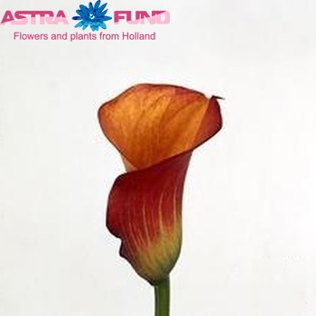 Zantedeschia 'La Serena' fotografie