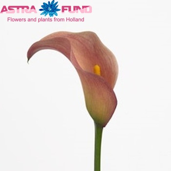 Zantedeschia 'Lambada' fotografie