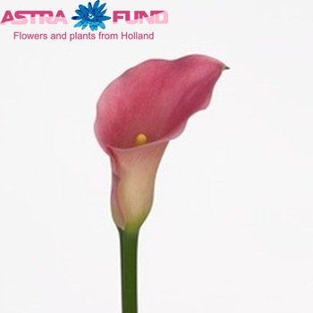 Zantedeschia 'Libelle' fotografija